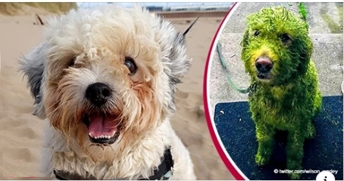 Grinch-Hund: Hund, der nach einer Rolle im frisch geschnittenen Gras nicht wiederzuerkennen ist